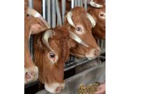 Calciumcarbonat : Alica