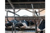 Mineralische Zusatzstoffe für das Tierwohl