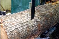 Block- &amp;amp; Trennbandsägen für den Einsatz im breiten Mobilbereich 