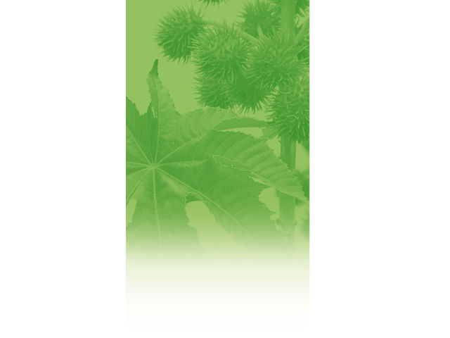 ADDIGREEN