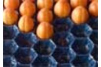 PAPIER Aprikosen - Pflaumen - Feigen