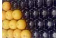 AUTOVIT Zitrusfrüchte