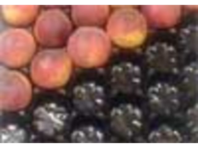 PSM Pfirsiche - Nektarinen