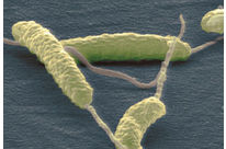 Terez® Antimikrobielle Compounds